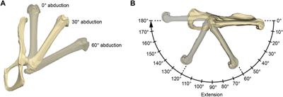 Computational Modeling of Gluteus Medius Muscle Moment Arm in Caviomorph Rodents Reveals Ecomorphological Specializations